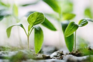 Small plant sprouting from the soil, symbolizing growth and improvement.